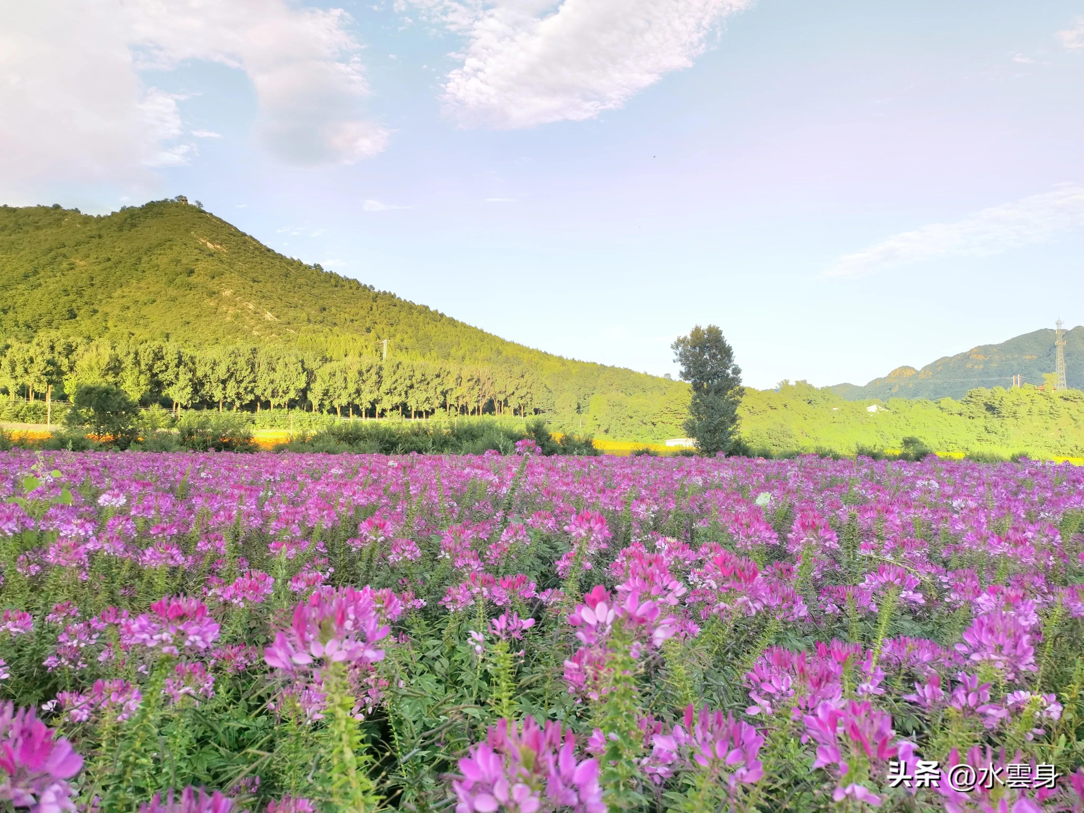 京郊赏花自驾游线路推荐,京郊免费景点一日自驾游路线攻略