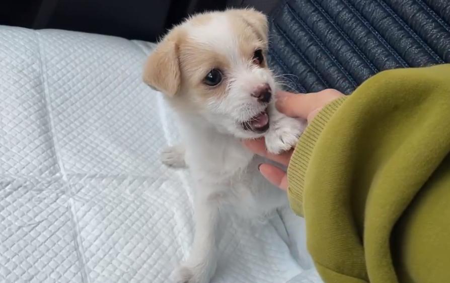 黑龙江：眼中长息肉的狗宝宝，紧抱志愿者的手，狗狗：别再抛弃我