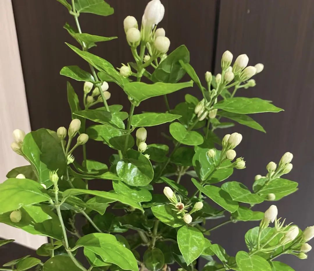 5种“爱喝醋”，6月一杯醋，黄叶不见了，开花一整年！