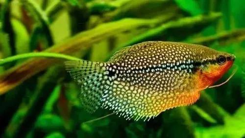 各种漂亮鱼的名称及图片,漂亮可爱的海水观赏鱼