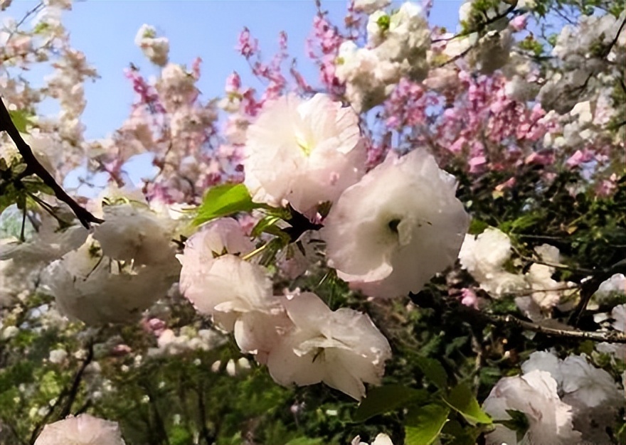 樱花季日本小众赏樱,樱花季全球赏樱胜地盘点
