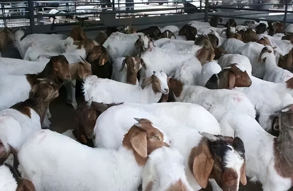 牛顽固性拉稀是什么原因,牛吃青嫩草拉稀如何治疗