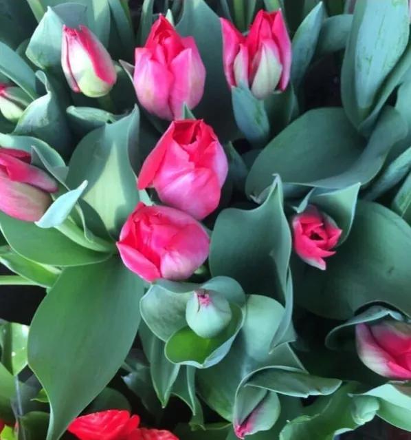 漂亮的郁金香随手一拍都是美景,春天的郁金香花海美得不可方物