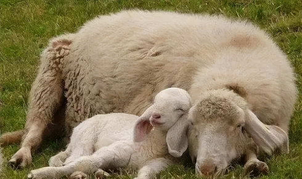 人际神经生物学,主体间效应三个因素的交互作用