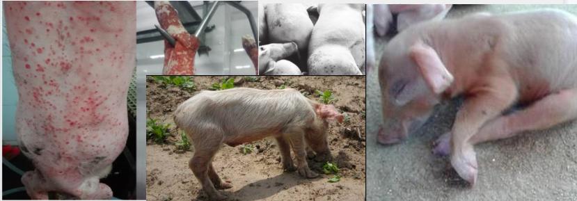 猪圆环病的基础病理,圆环猪病的症状和防治