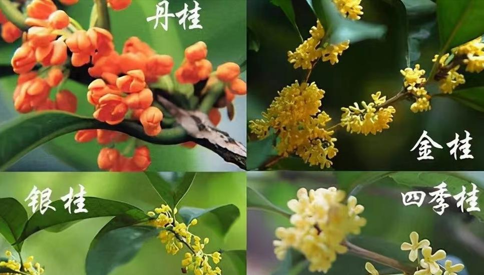 庭院种8棵树风水寓意,8种院子树