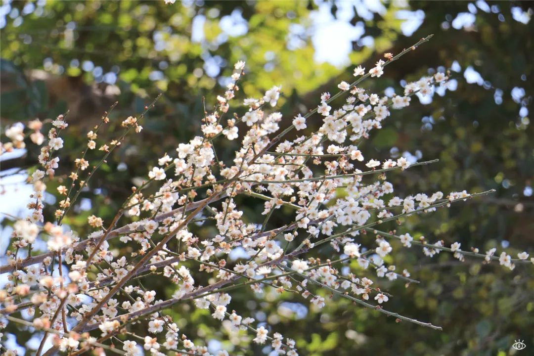 深圳值得去的70个公园你去过几个,深圳最值得去的七大主题公园