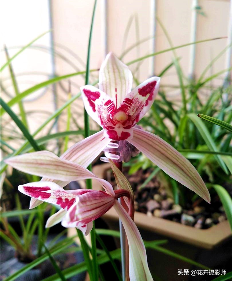 云南一姑娘，养了一盆“玉兔兰”走红，一款花有两种意境，太震撼