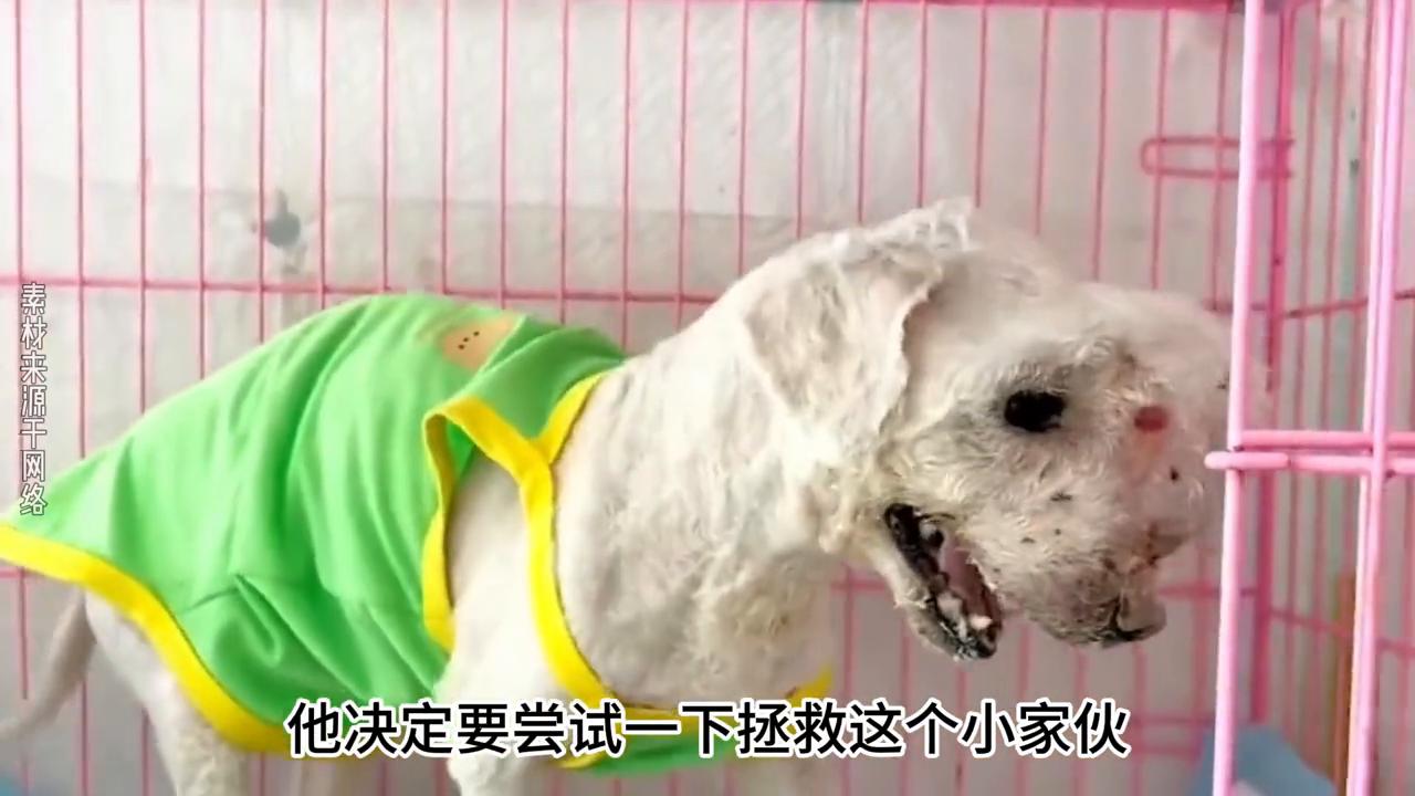 狗狗头上破了长了个大肉瘤,狗狗腿上长了肿瘤被主人抛弃