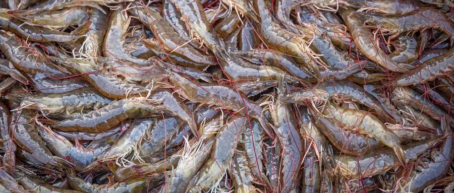 用眼过度护眼吃什么维生素,成人护眼抵抗用眼疲劳吃什么好