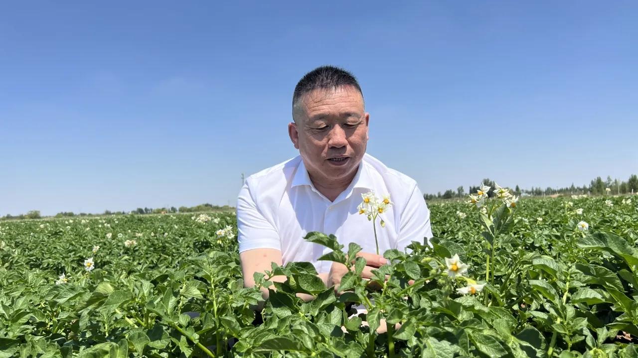 雁飞千里靠头雁的诗谁写的,雁飞千里靠头雁的意义