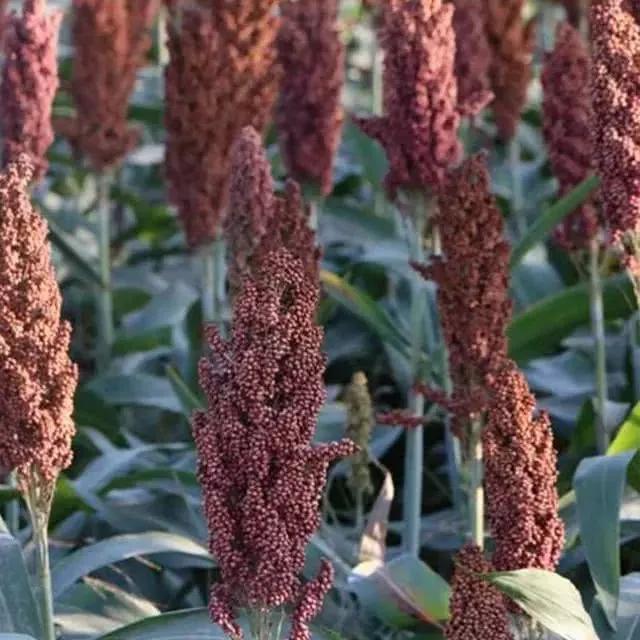 高粱种子图片大全,大片高粱成熟图片