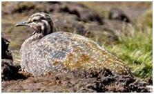 鸟类在分类学中统称为什么,鸟纲分类总表