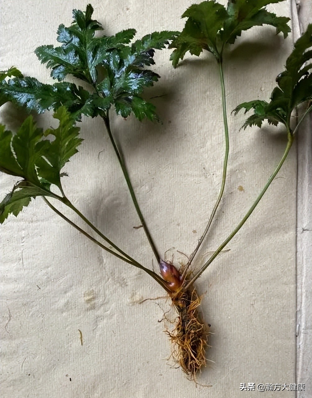 哑巴吃黄连有苦说不出视频,哑巴吃黄连有苦说不出文案