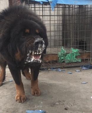 5种禁养的宠物,五种禁养犬