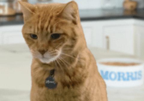 猫咪舔嘴就是嘴馋？答案可没那么简单