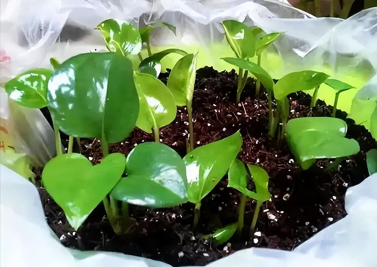 绿萝怎么养才能更旺盛用什么肥料,绿萝怎么养才能更旺盛抖音