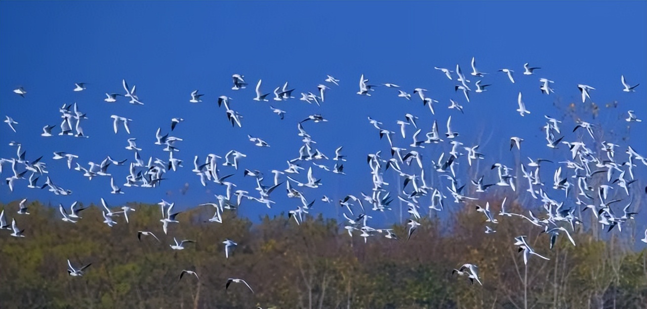 未来合肥绿水青山的美丽图景,合肥市青山绿水