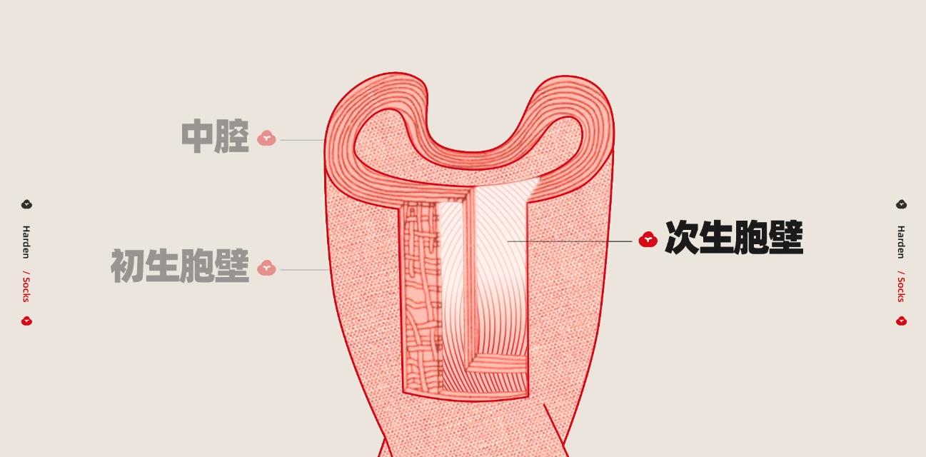 袜子洗了会变黄,袜子洗好晒干后变硬怎么办