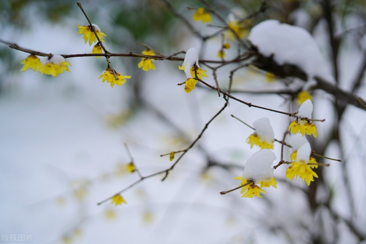 篱菊抱香死，化入岁寒枝——腊梅，腊月之花，凌寒早放，傲骨天香