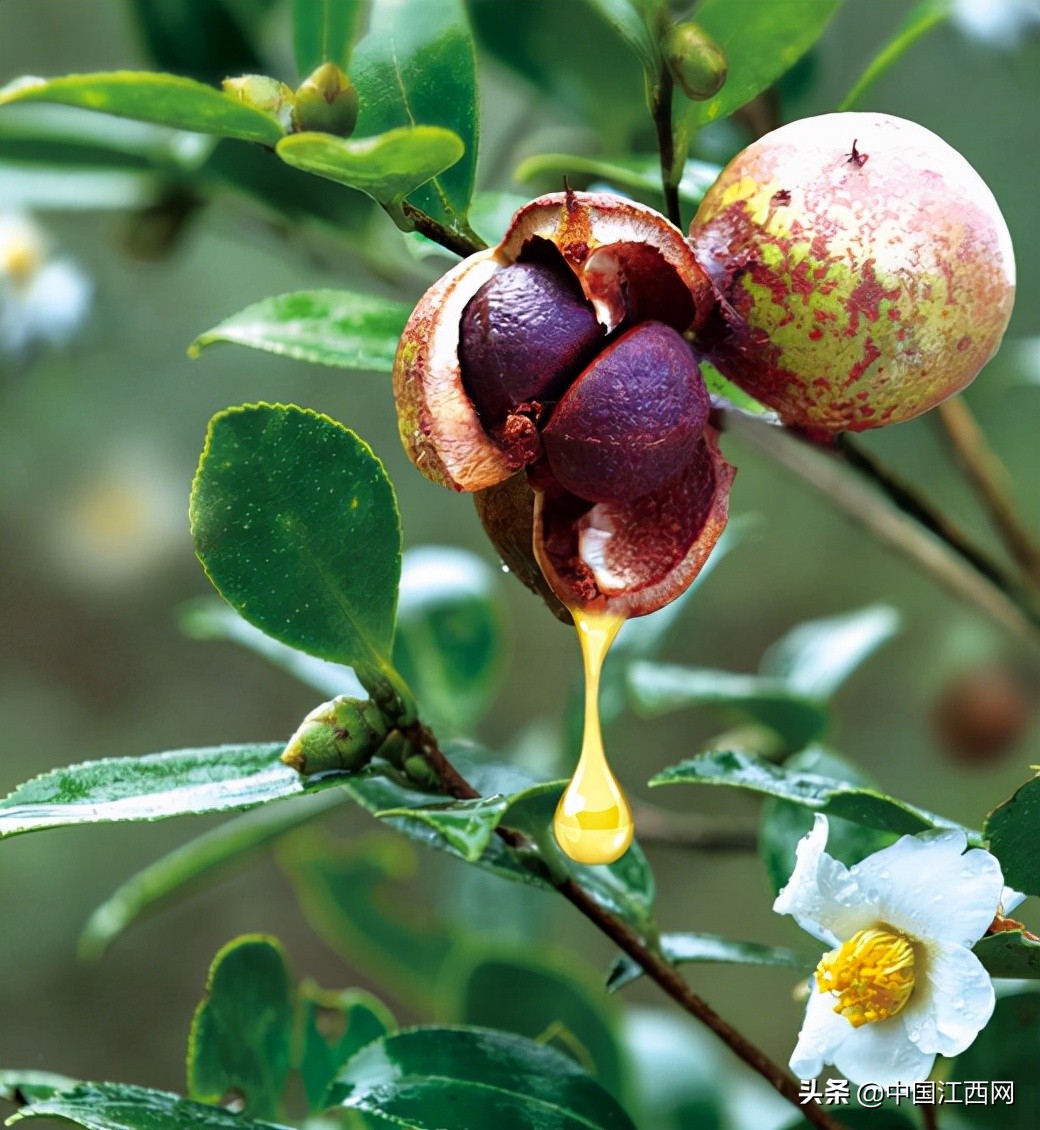 十年磨一剑只为匠心制造,十年磨一剑匠心工艺