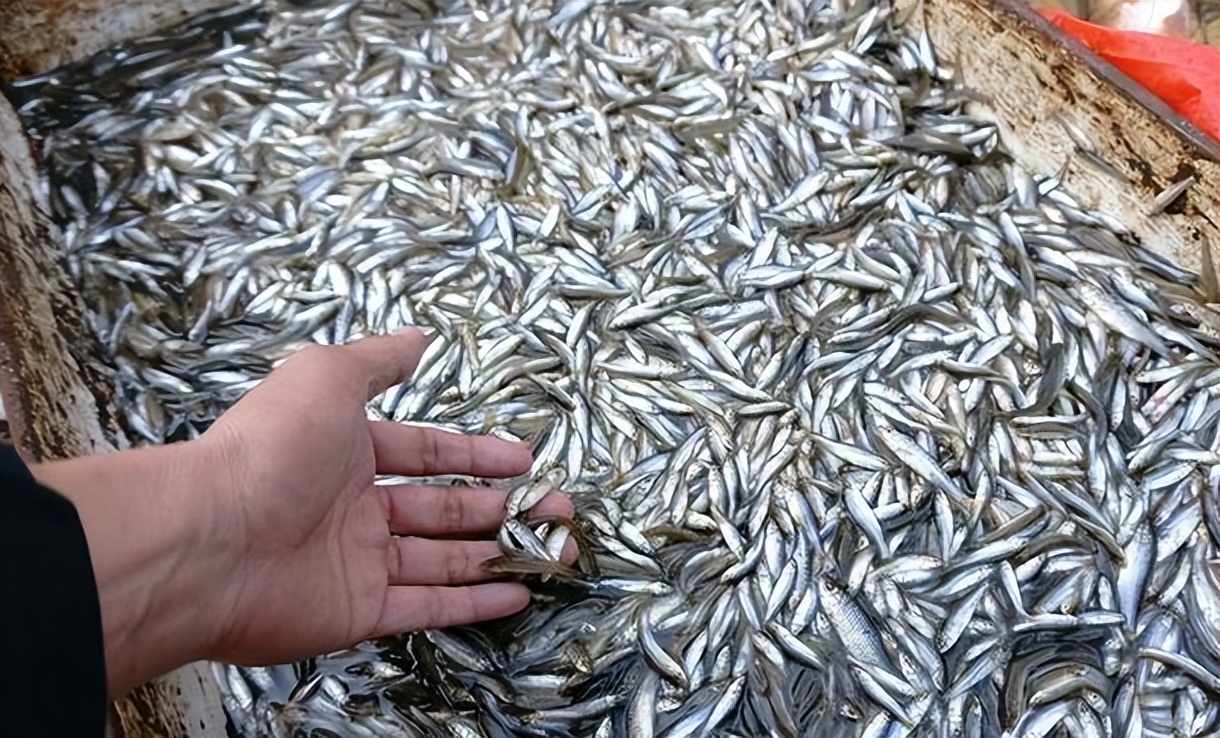 麦穗鱼养殖方法与养殖技巧,麦穗鱼如何规模化繁殖