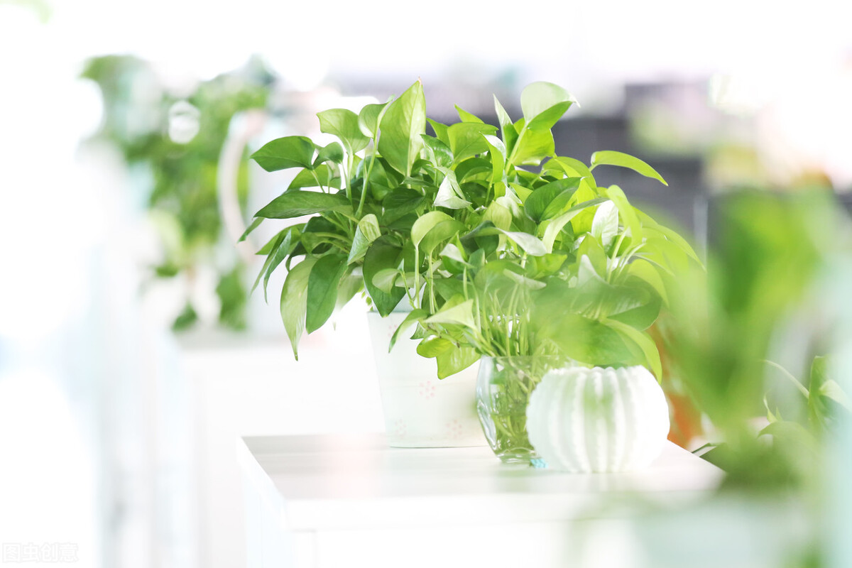 绿萝怎么修剪才能长得更好,绿萝怎样修剪才长得茂盛