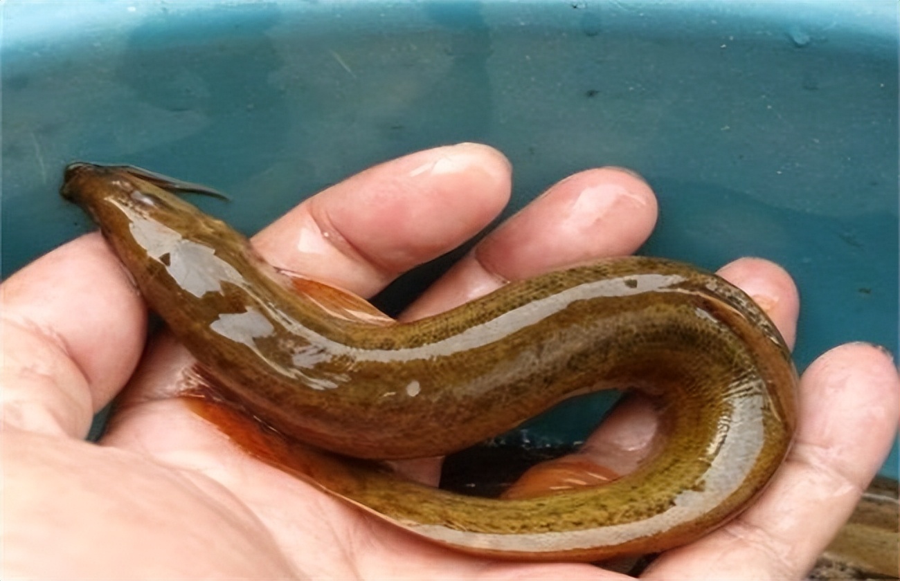 泥鳅养殖病害防治方案,养殖泥鳅易出现的病害