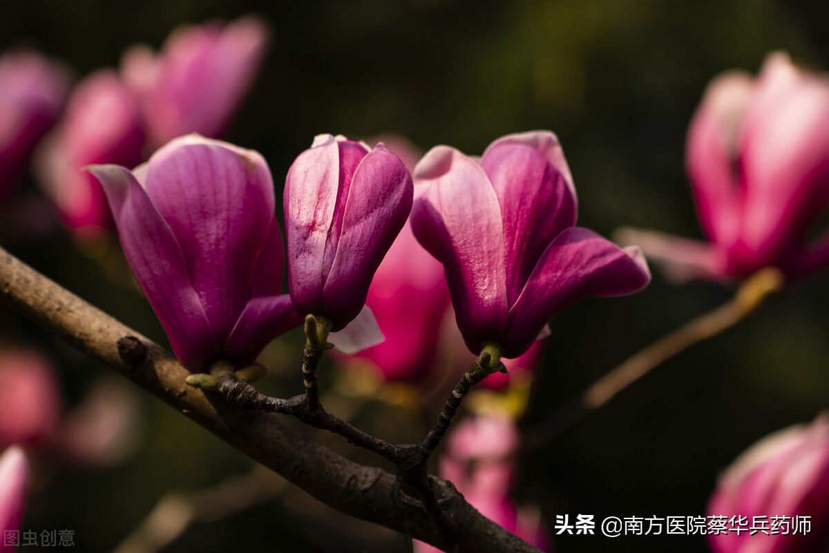 春日吃花,夏日吃瓜!有何道理?春天有哪些花可吃,各有什么作用