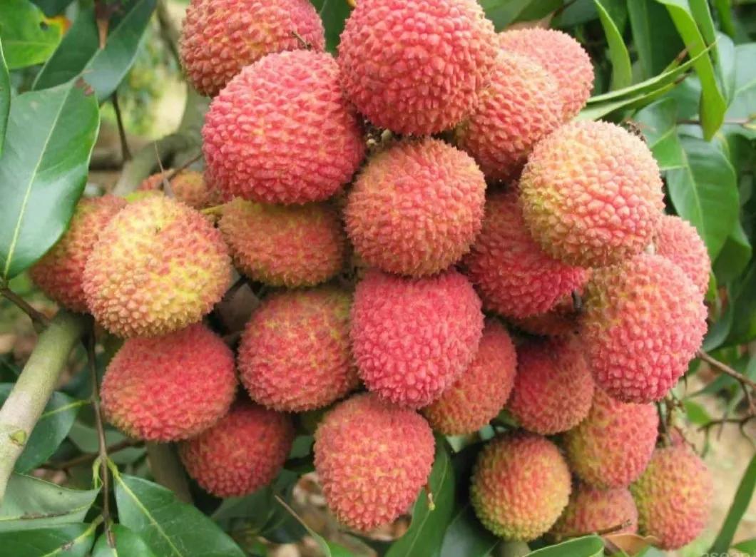 广东湛江一年四季水果名单,湛江特色水果介绍