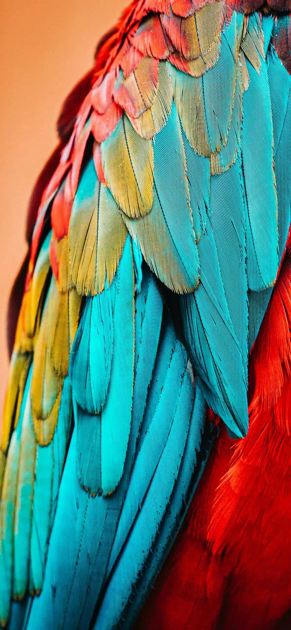 漂亮的羽毛手机壁纸,漂亮的羽毛壁纸手机超清