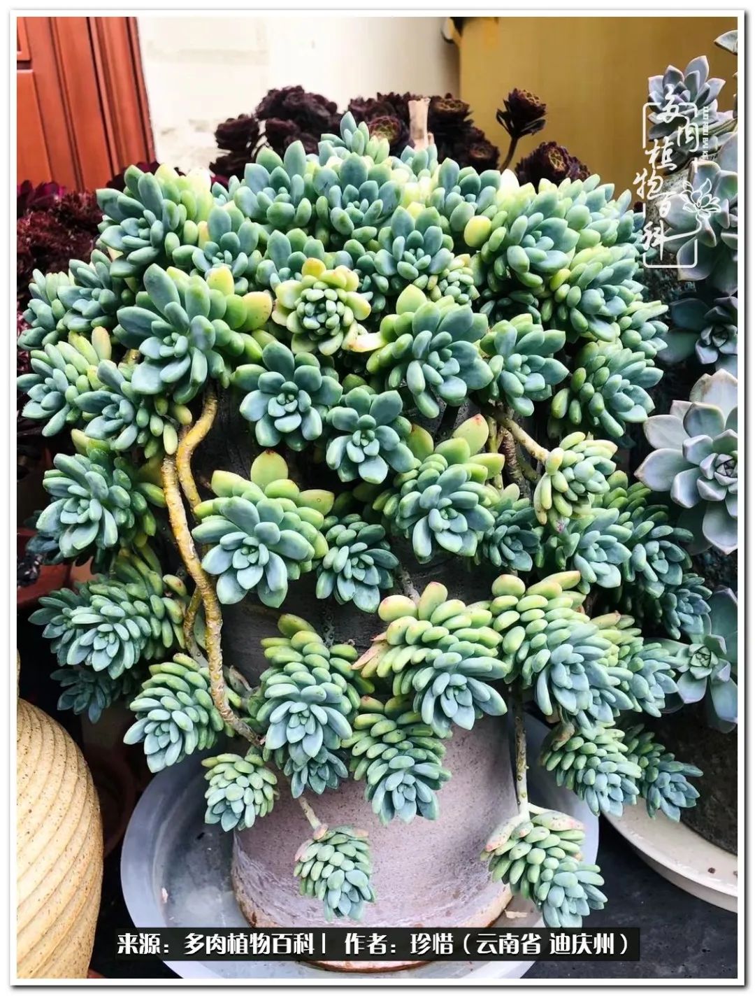 给生命一份淡然还岁月一份从容,给生命留一份洒脱的话