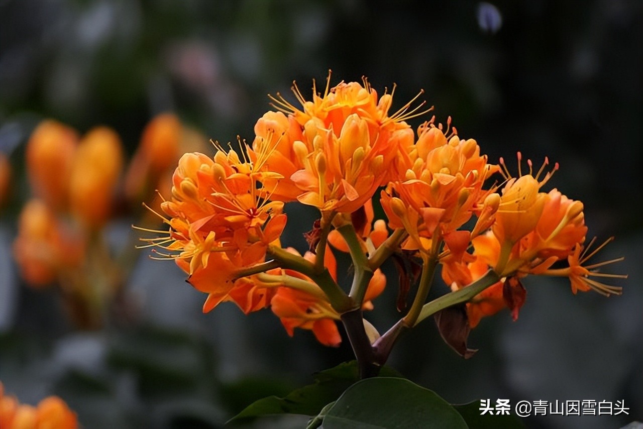 无忧花生长在哪里,无忧花与佛的联系