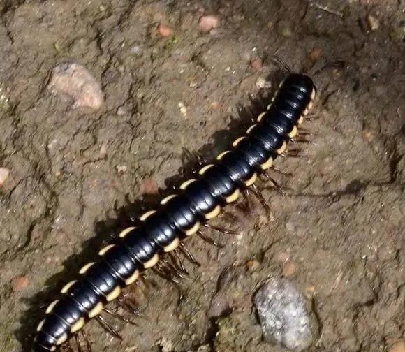 蜈蚣是叫千足虫还是百足虫,有点像蜈蚣又有点像百足虫