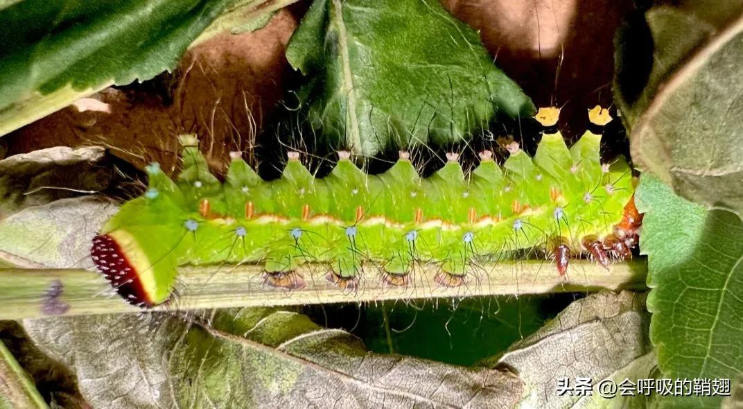 大蚕蛾饲养记录,华尾大蚕蛾饲养方法