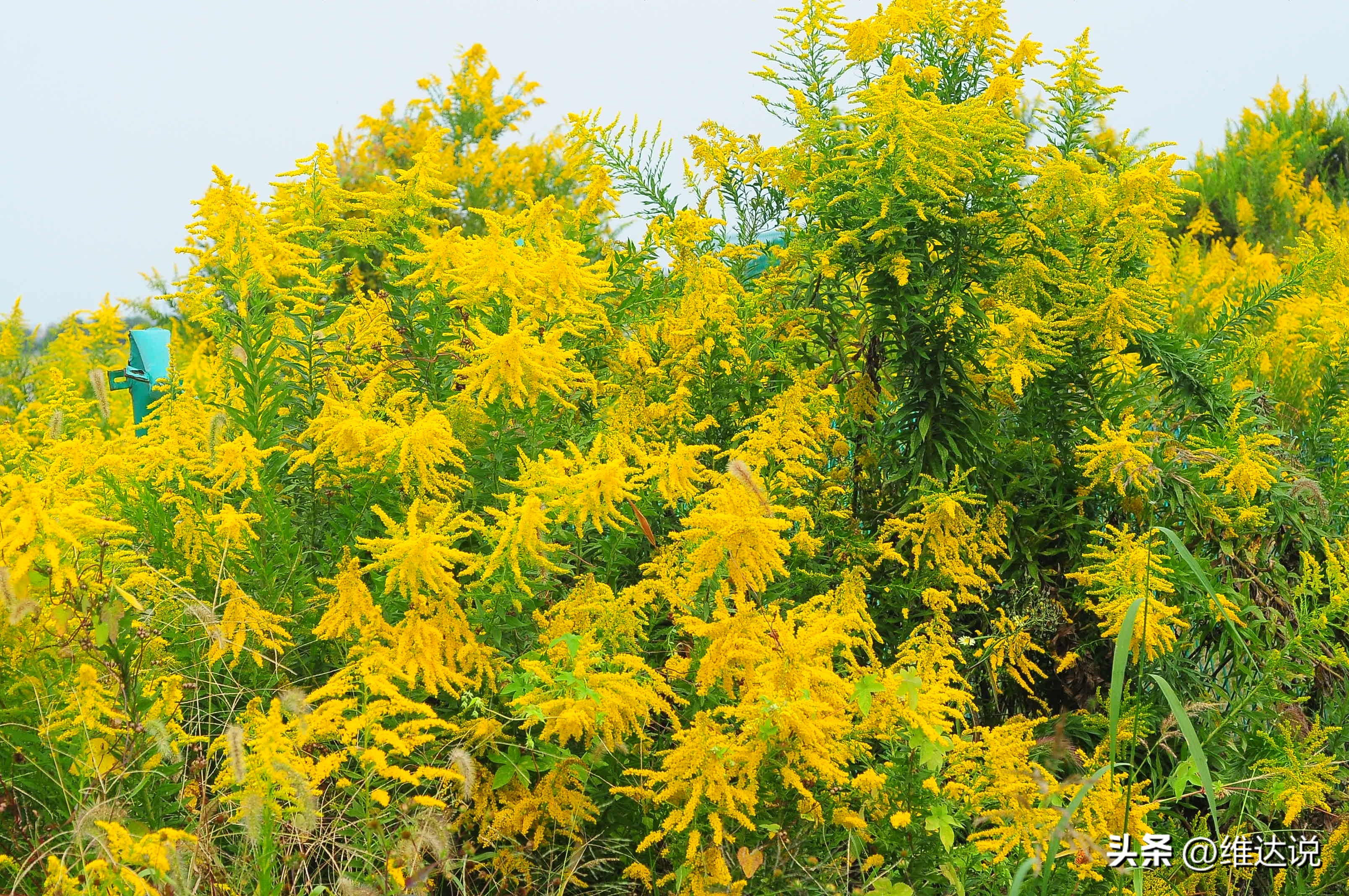 外来生物入侵鳄雀鳝怎么出现的,图说外来入侵物种鳄雀鳝