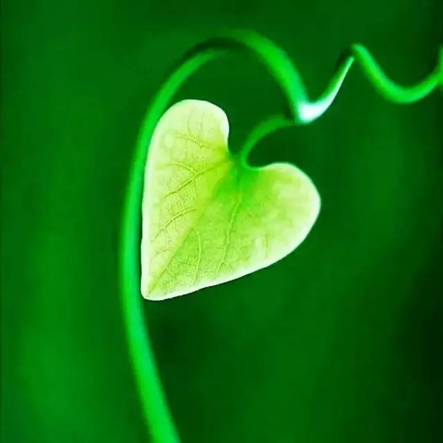 手拿心形图片,心形图片大全