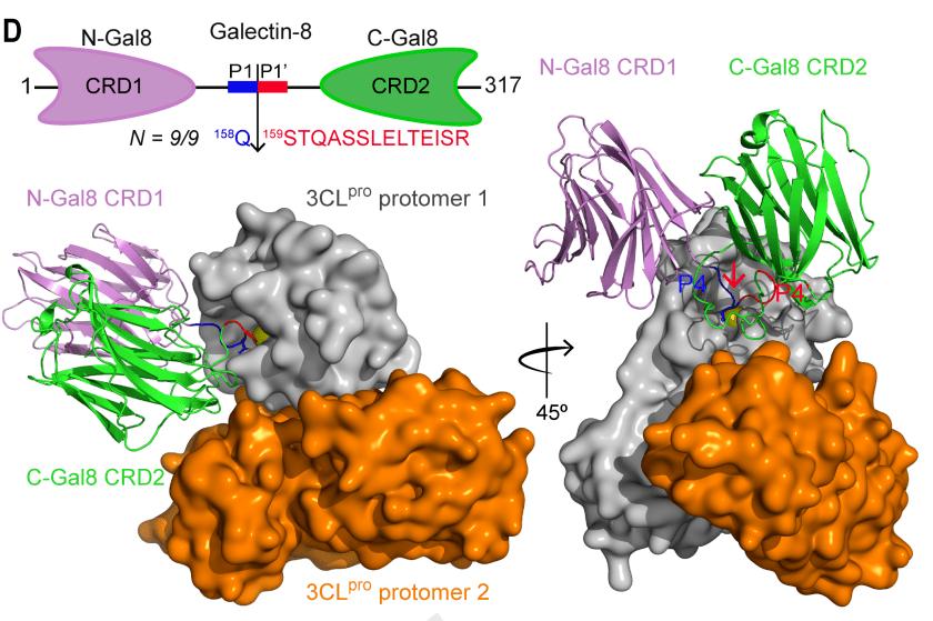 新冠新药恩司特韦，在日本紧急上市，据说适用年龄更广，效果如何