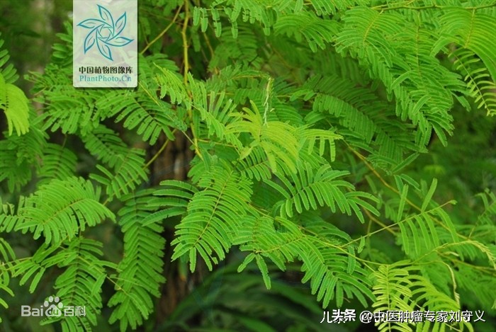 清热解毒防癌的中成草药,抗癌茶方有哪些药材