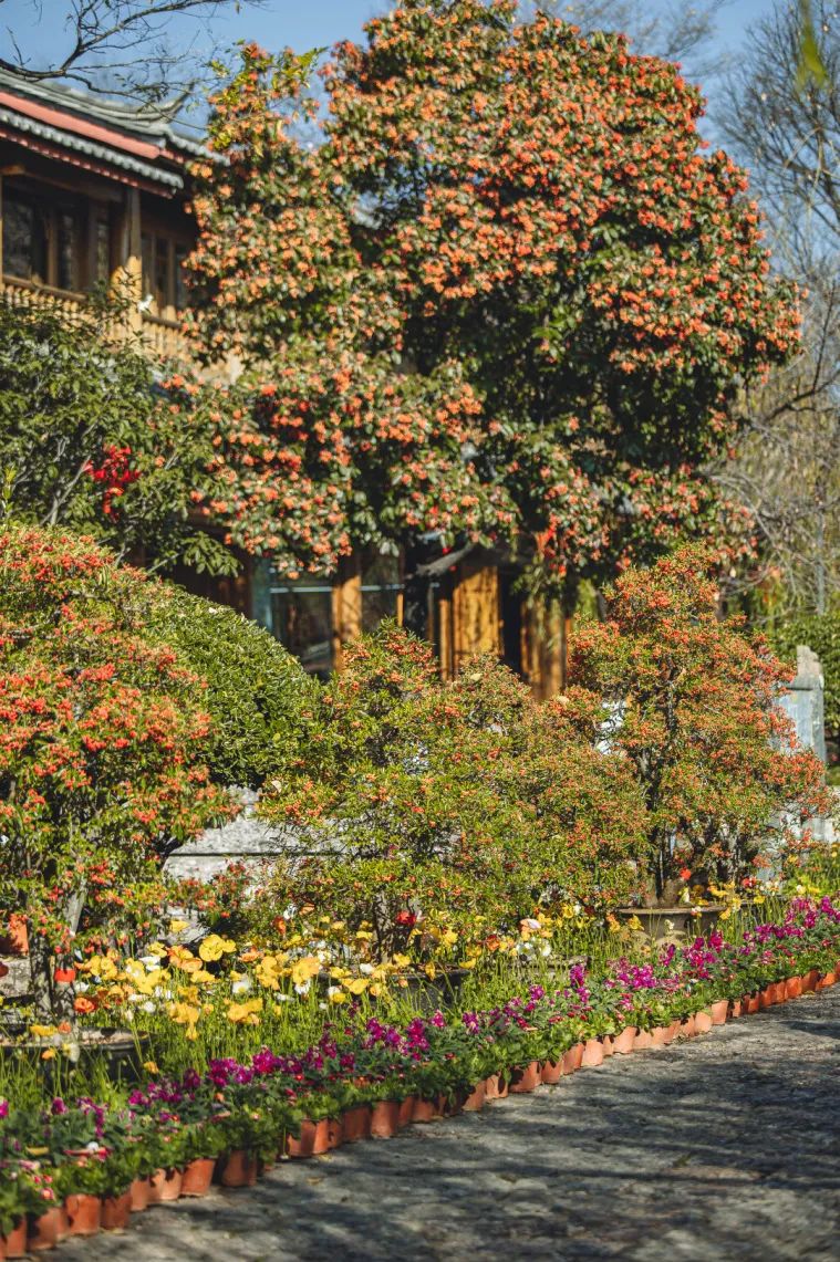 丽江三多节活动,丽江三多节旅游优惠