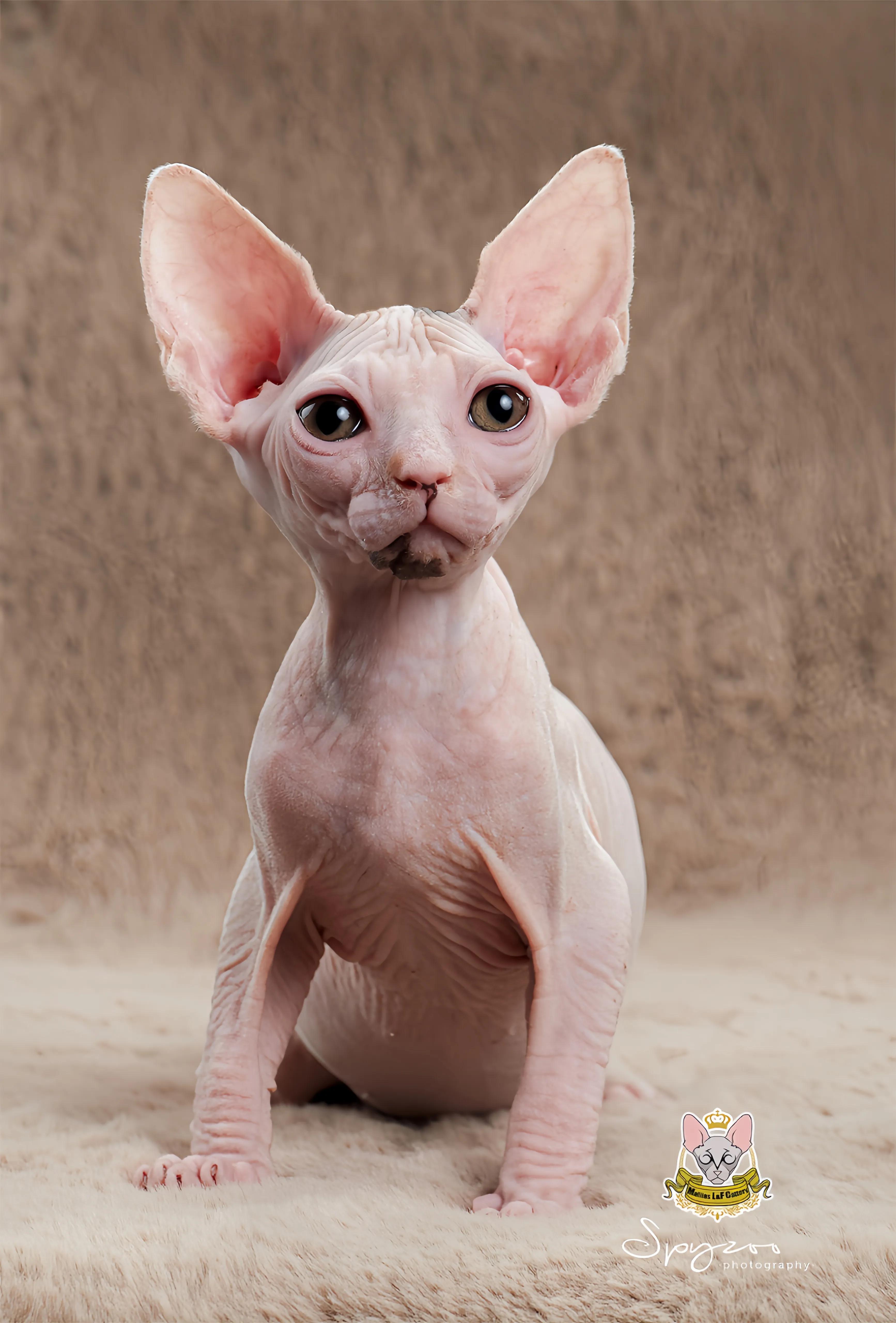 猫咪品种推荐500元以内,叫蒜头的猫咪是什么品种的