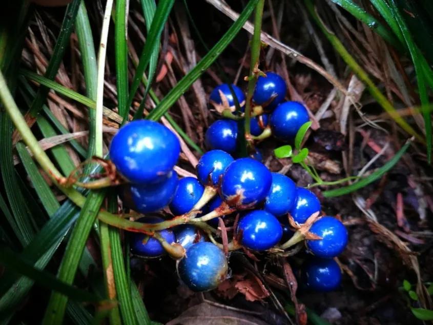 春天十种最美的花名字,花名带冬的有什么花