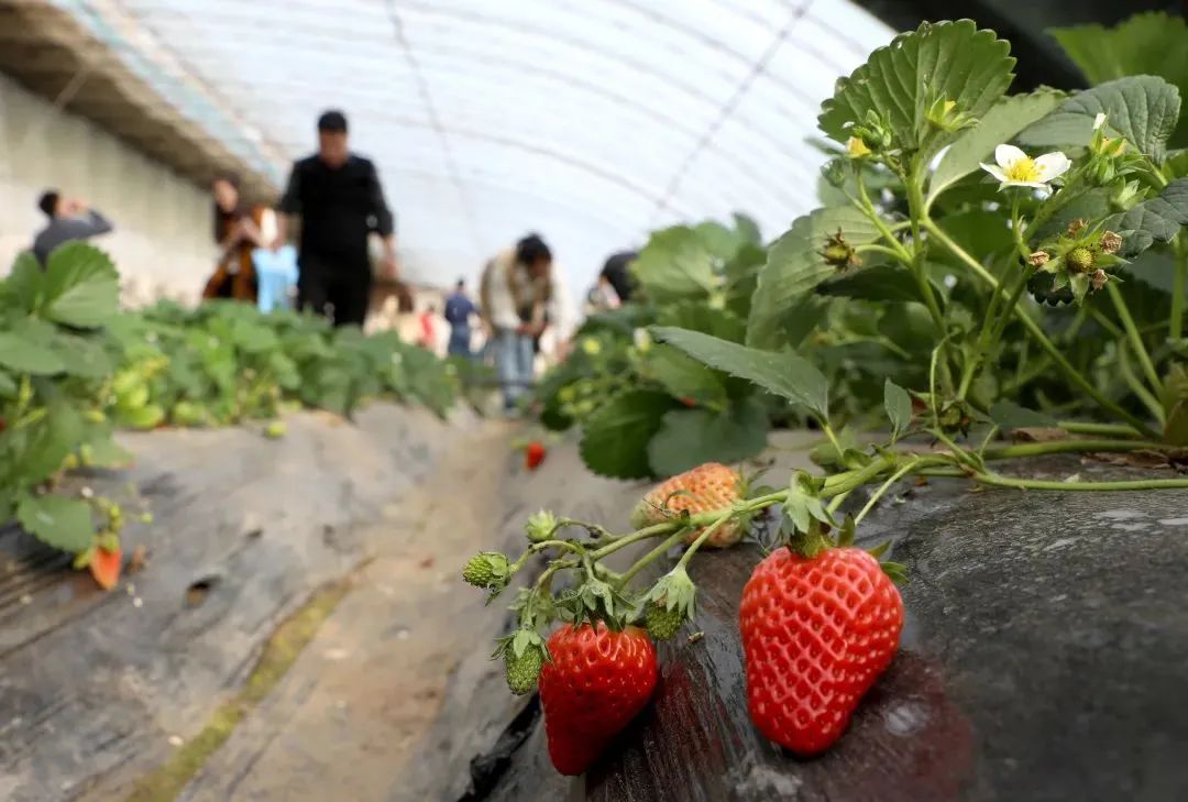 亲近自然春意盎然,亲近自然踏青迎春