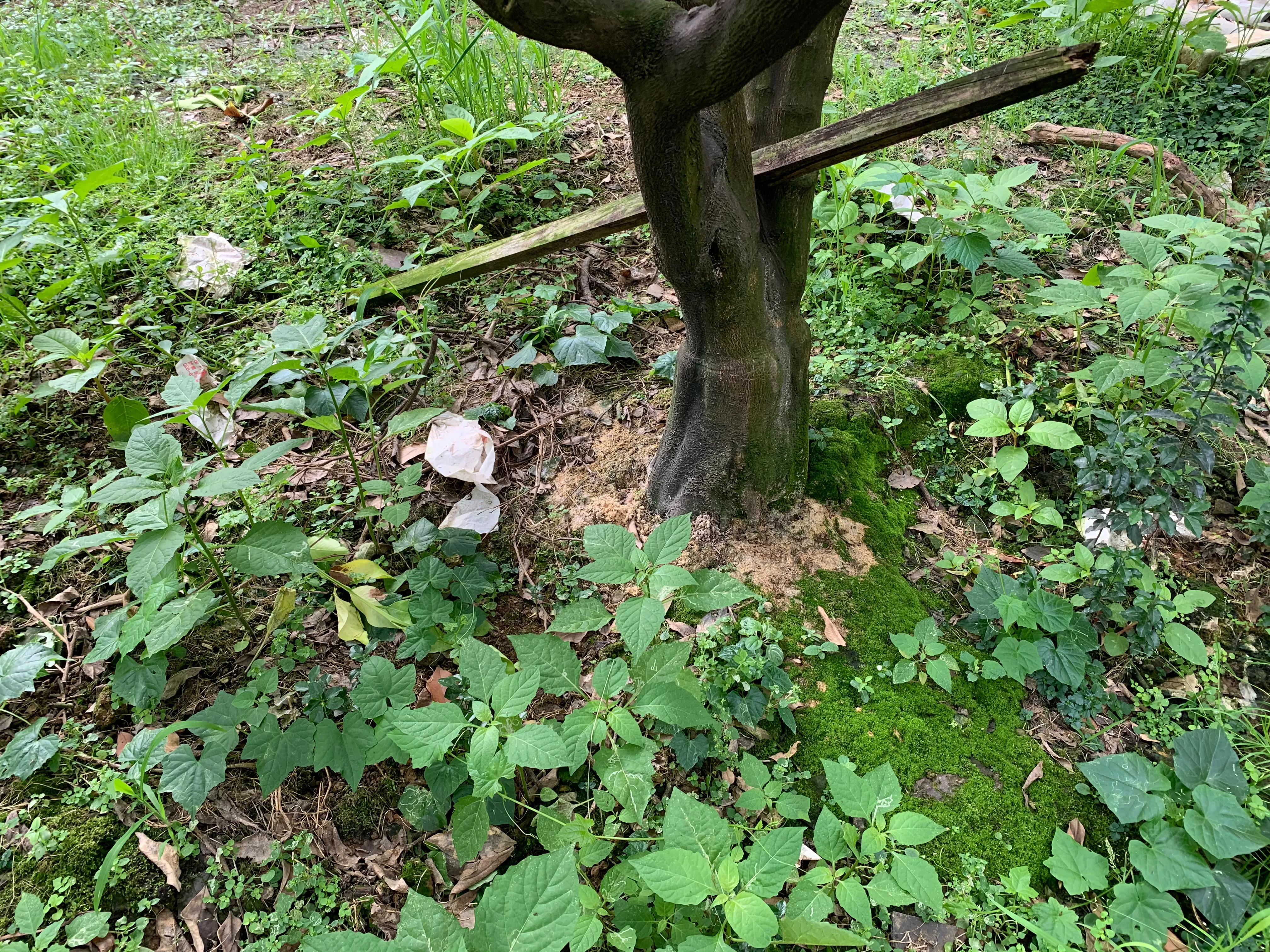 柑橘流胶病最佳治疗方法,柑橘流胶病最佳防治方法