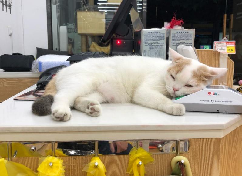 这几种猫千万要养,哪种猫最好养寿命长