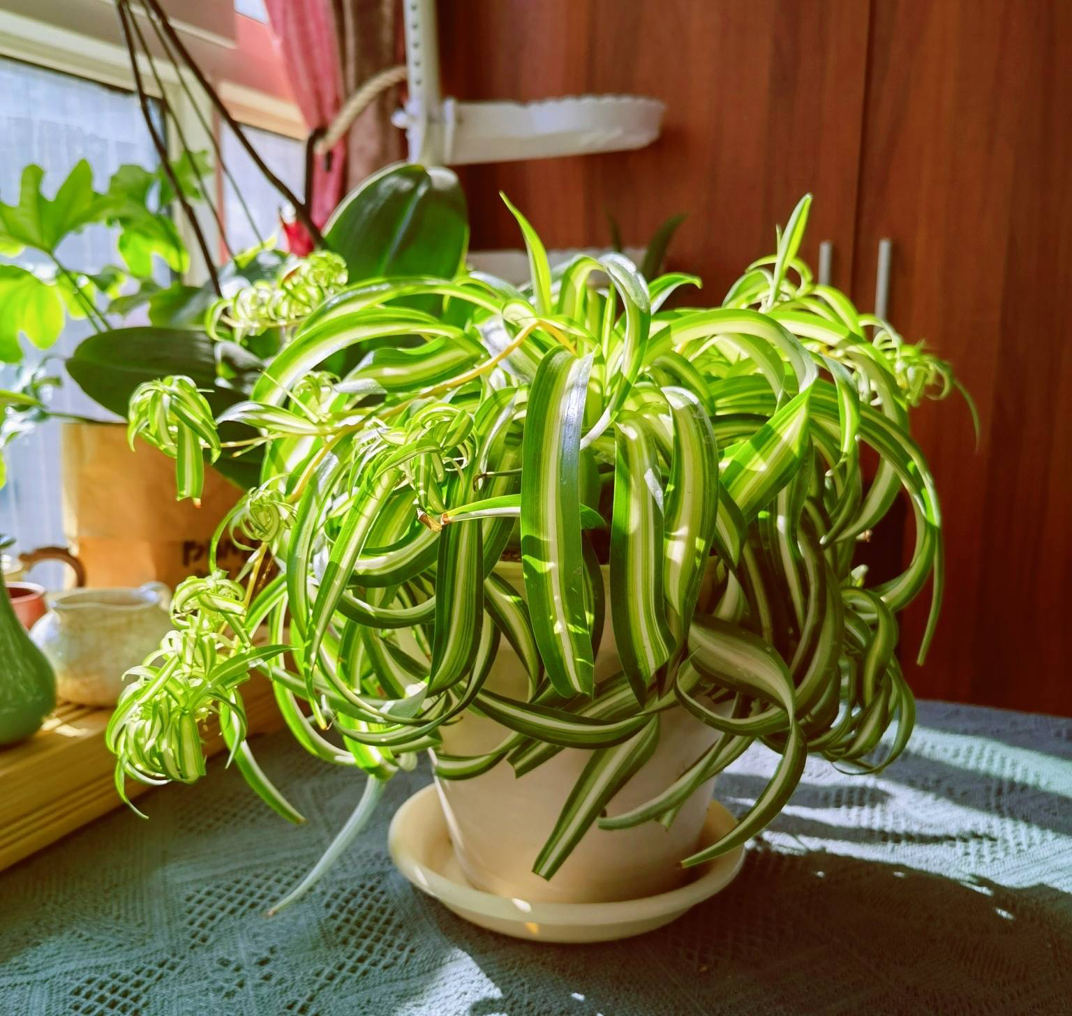 养好吊兰的方法,养好水培吊兰的关键几点