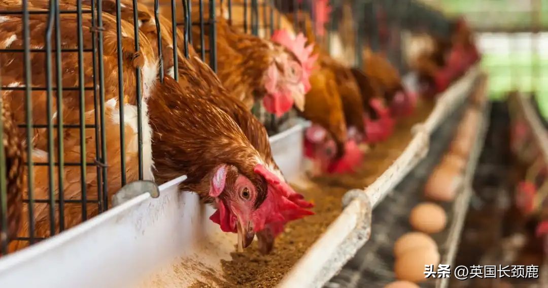 在英国鸡蛋怎么做才好吃,英国怎么选鸡蛋