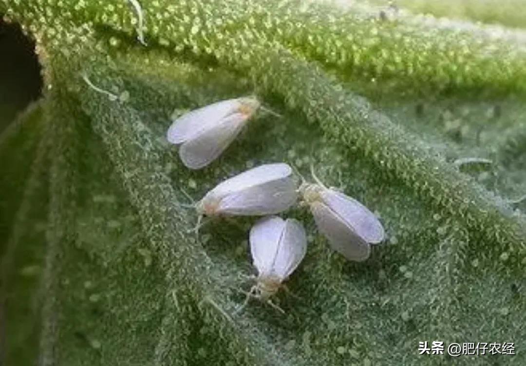 白飞虱怎么治才能除根,茄子上面的白飞虱用什么药