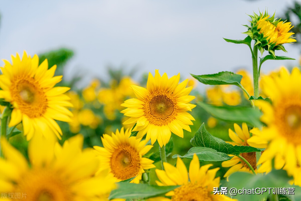 各类花种花语,情人节花语大全给女朋友送花必看