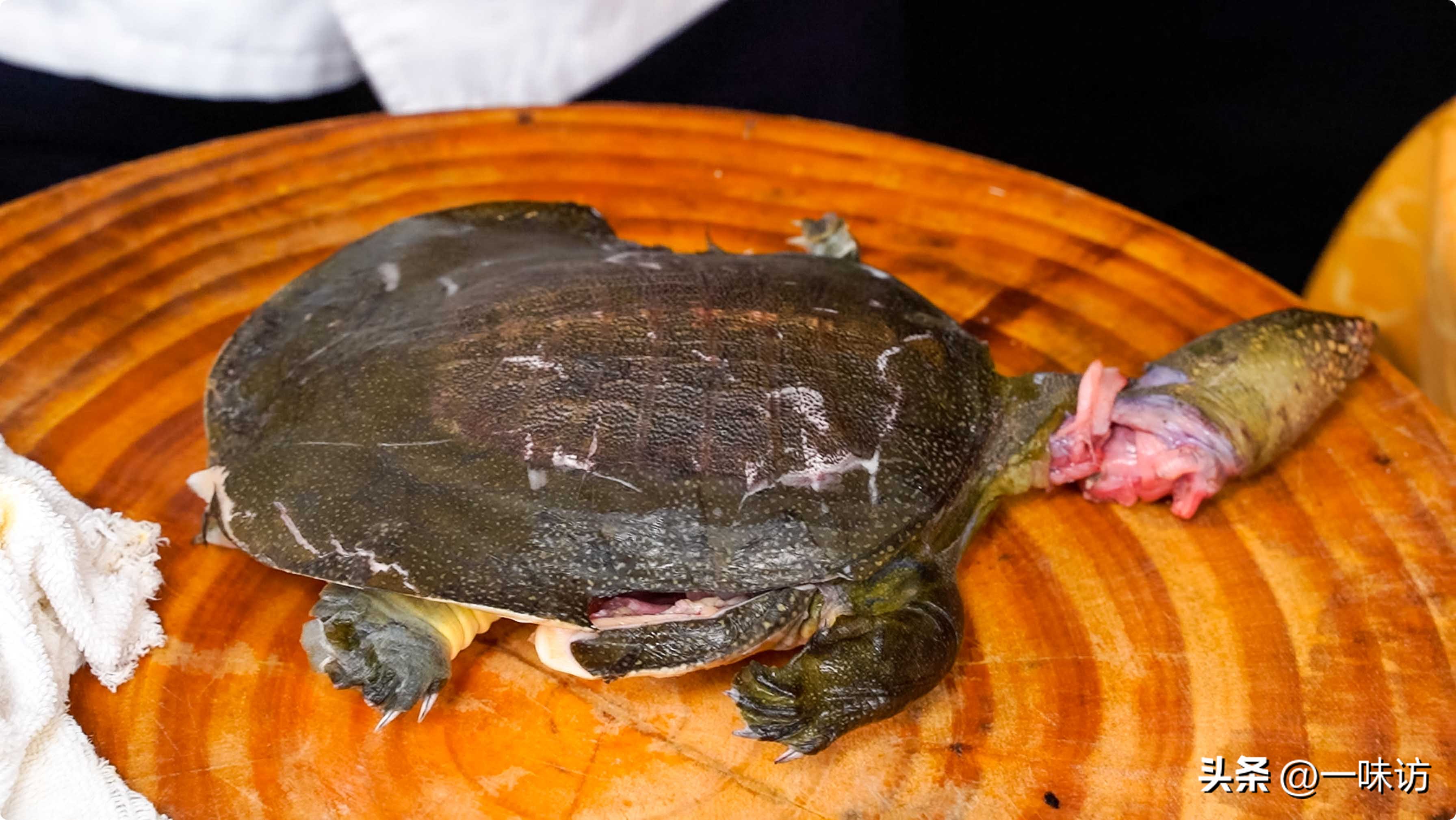 地摊麻辣甲鱼最正宗做法,甲鱼餐饮项目做法